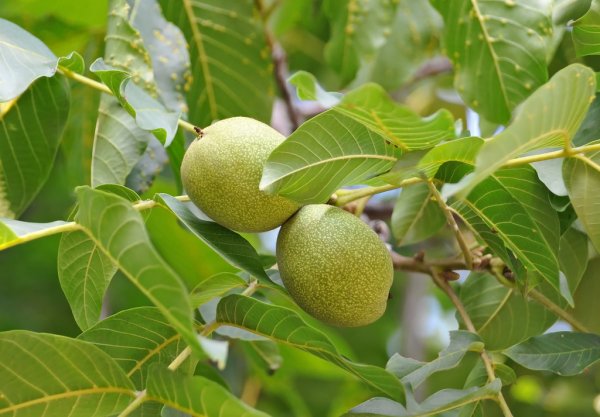Ореховое дерево (Juglans Regia)
